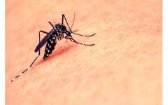 Dengue fever in north provinces