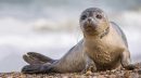Conservation action plan to save Caspian seal in Noor