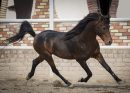 Iran launched campaign to inscribe Caspian horse on World Heritage List