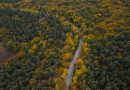 Iran’s Hyrcanian Forests: A Natural Museum