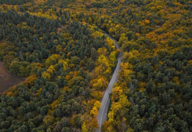 Iran’s Hyrcanian Forests: A Natural Museum