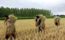 Rice Harvesting in Northern Iran, Vital to Nation’s Food Supply