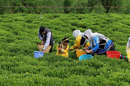 Tea harvesting in northern Iran Tea harvesting in northern Iran